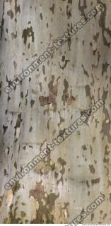 Tree Bark 0018